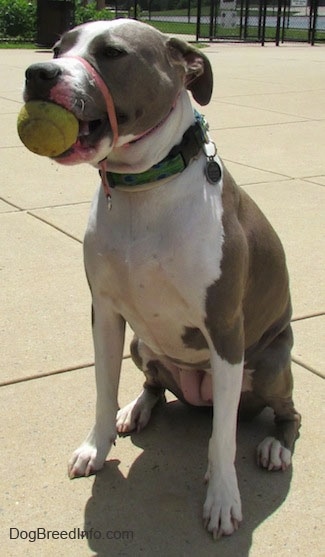 The front left side of a sitting gray and white Staffordshire Terrier that is sitting on a concrete surface. It has a tennis ball in its mouth and it is wearing a pink gentle leader.