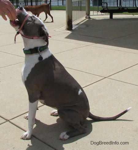 The left side of a sitting gray and white Staffordshire Terrier that is sitting on a concrete surface. Its head is up and it is accepting a tennis ball that a person is holding.