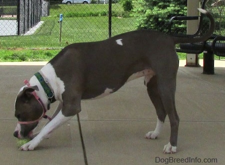 The left side of a gray with white Staffordshire Terrier that is standing on a concrete surface and it is digging at a tennis ball below it.