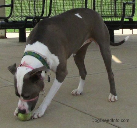 The front left side of a standing gray with white Staffordshire Terrier that is digging at a tennis ball in front of it.