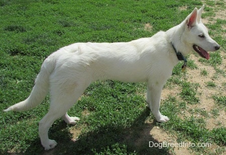 The right side of an American White Shepherd that is standing in a lawn. its mouth is open and its tongue is hanging out.