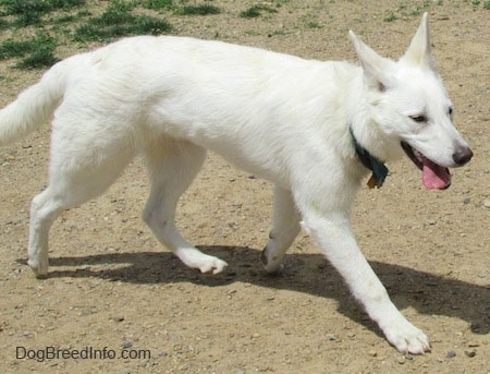 is the white shepherd legal in bolivia