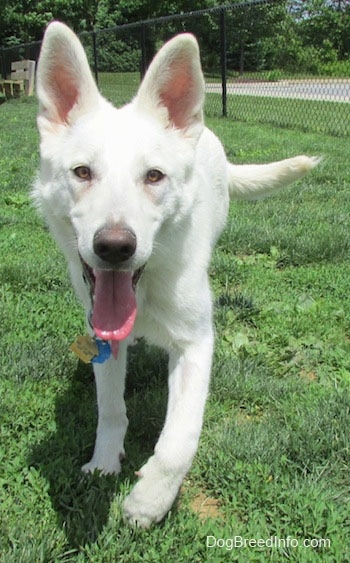 are white german shepherds deaf