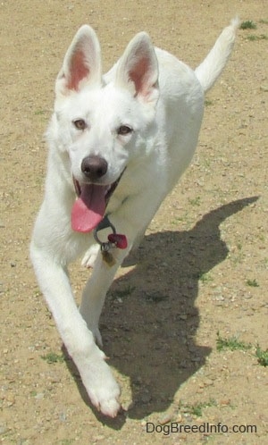 American White Shepherd Dog Breed Pictures, 1