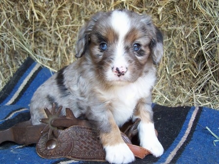 cavalier king charles spaniel aussie mix