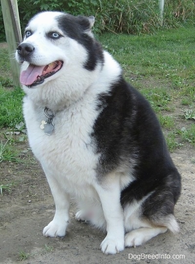 The front left side of a black and white Aussie Siberian that is sitting on a dirt path with its mouth open and its tongue out