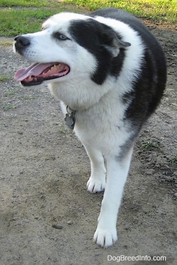 The front left side of a black and white Aussie Siberian that is standing on dirt with its mouth open, its tongue out and its ears back