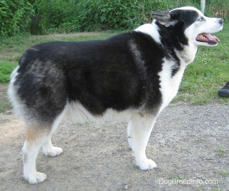 The right side of a blue-eyed Aussie Siberian that is standing across a dirt patch with its mouth open, tongue out and its ears are back.