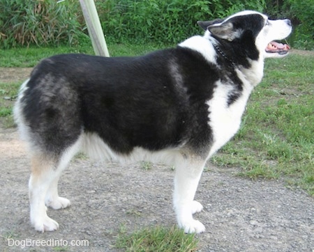 The right side of a black and white Aussie Siberian that is standing on patchy grass, its mouth is open, its ears are back, it is looking up and to the right.
