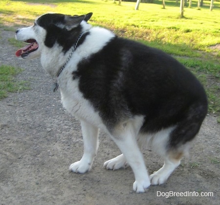 The left side of a black and white Aussie Siberian that is sitting on a dirt patch with its mouth open and its tongue out.
