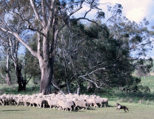 A large herd of sheep are in a field being herded up by a working Australian Koolie next to a large tree.
