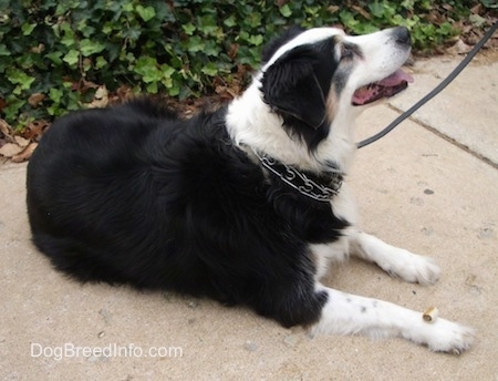 The right side of a tri-color Australian Shepherd that is laying across a sidewalk and there is a bush behind it.