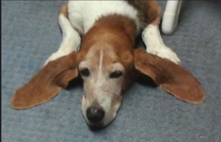 Henrietta the Basset Artesian Normand laying down on a carpet with her ears spread out to the sides