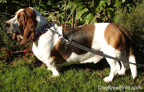 Right Profile - Elwood the Basset Hound standing outside
