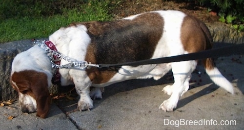 Elwood the Basset Hound sniffing his way down a sidewalk