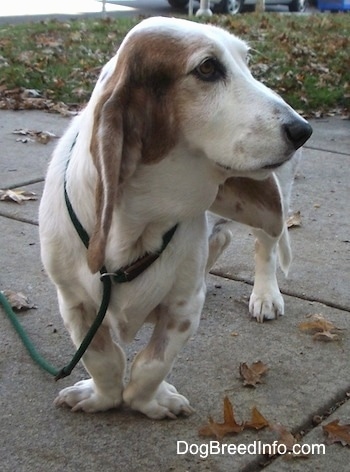 Max the Basset Hound is standin on concrete and looking toward the right