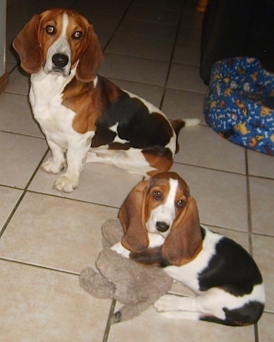 8 month old basset hound