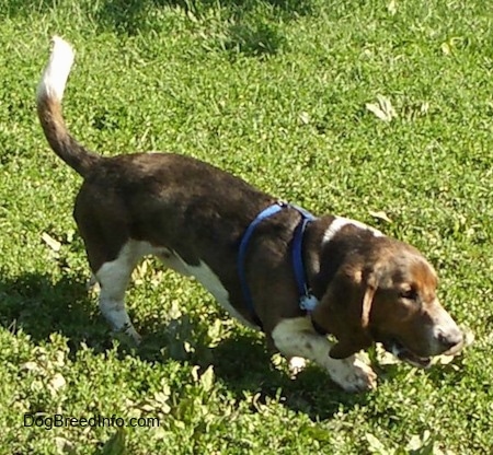 Baxter the Basset Hound wearing a blue harness running across a lawn