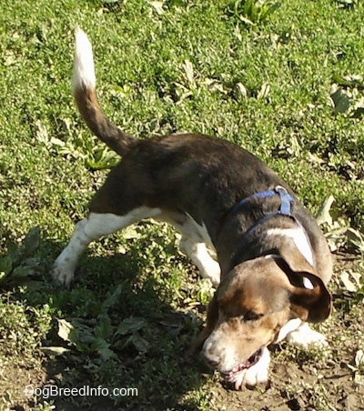 Baxter the Basset Hound with its mouth open