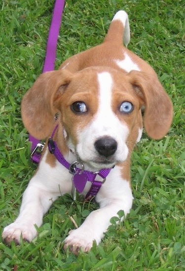 A brown with white Beabull puppy is laying in grass and it is looking forward.