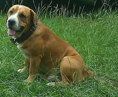 Beabull Dog Breed Information and Pictures