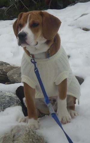 A brown with white Beabull is wearing a sweater and it is sitting in the snow with a blue leash snapped to its collar