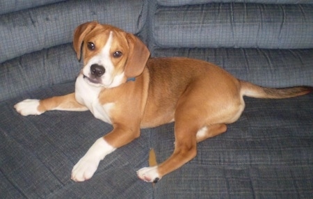 The left side of a brown with white Beabull puppy that is laying across a couch