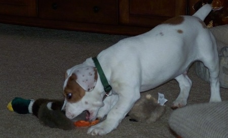 The left side of a white with brown Beabull puppy that is playing with a plush duck toy