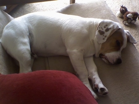 The right side of a white with brown Beabull puppy that is sleeping on a couch