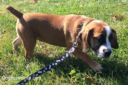The right side of a brown with white and black Beabull puppy that is walking around on grass, while wearing a leash.