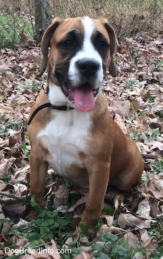 The front left side of a brown with white and black Beabull puppy that is sitting in grass covered in leaves with its mouth open, its tongue out and it is looking forward