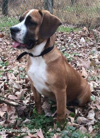The front left side of a brown with white and black Beabull puppy that is sitting on grass riddled with leaves and it is looking to the left.