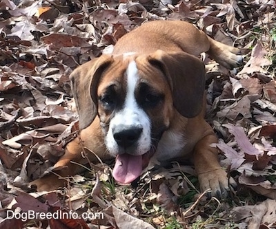 A brown with white and black Beabull puppy is laying in grass covered with leaves. Its paws are spread as if it is ready to play at any second