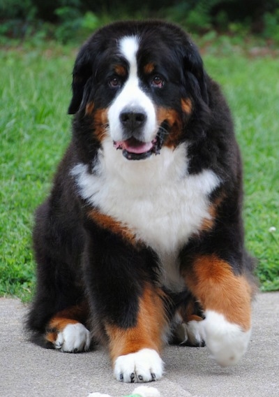 Ivan the Bernese Mountain Dog sitting outside on the sidewalk with a paw in the air