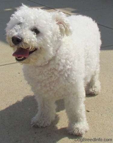 are bichon frise good pets