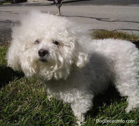 Suzi the Bichon Frise with long fur on her head standing outside on grass