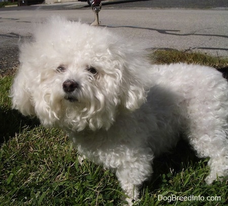 bichon frise grey and white