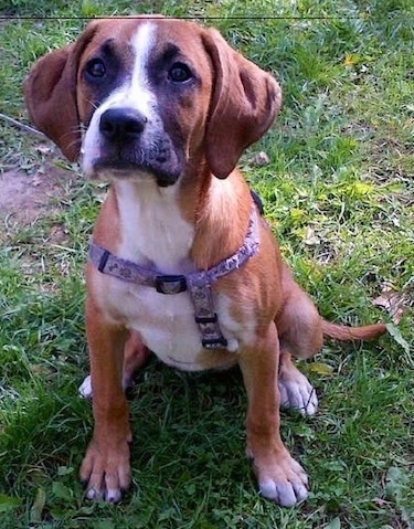 Chelsea the Bogle puppy wearing a harness sitting outside and looking at the camera holder