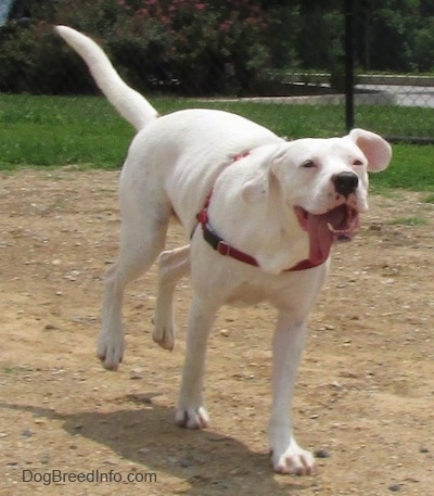 Action shot - Nelson the Bogle running around a dog park with its mouth open and tongue out