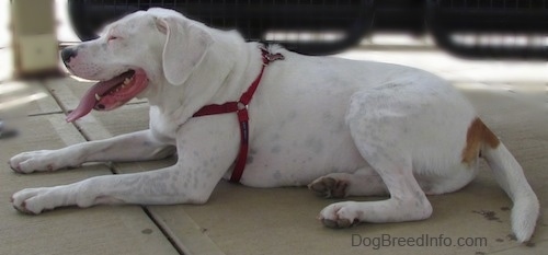 Right Profile - Nelson the Bogle wearing a red harness laying on the ground with its mouth open and tongue out