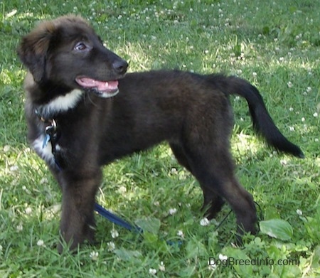 Rider the Borador Puppy standing outside in grass and looking back into the distance