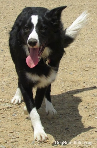 Marnie the Border Collie walking to the camera holder with its mouth open and tongue out