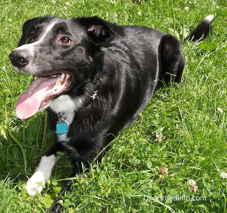 Reilly the Border Collie laying outside looking into the distance with its mouth open and tongue out