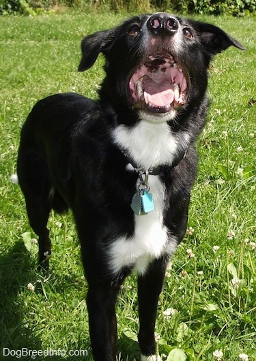 Reilly the Border Collie standing outside with its mouth open and tongue out and its head held up with teal dog tags on his collar