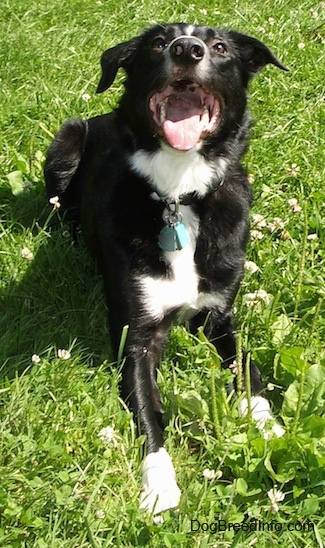 Reilly the Border Collie laying outside with its mouth open and tongue out and its head held up