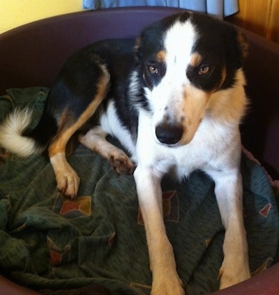 Gill the Border Collie sitting in the plastic dog bed with its ears back