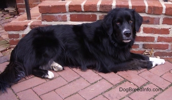 newfoundland border collie mix