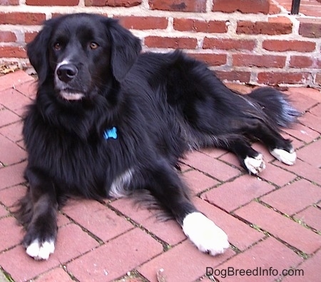 newfoundland border collie mix