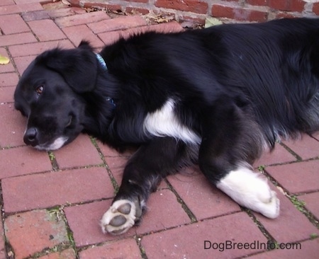 newfoundland x collie