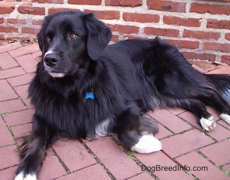 newfoundland dog mix breeds